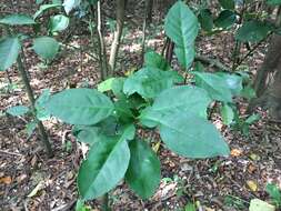 Image of Ponderosa lemon