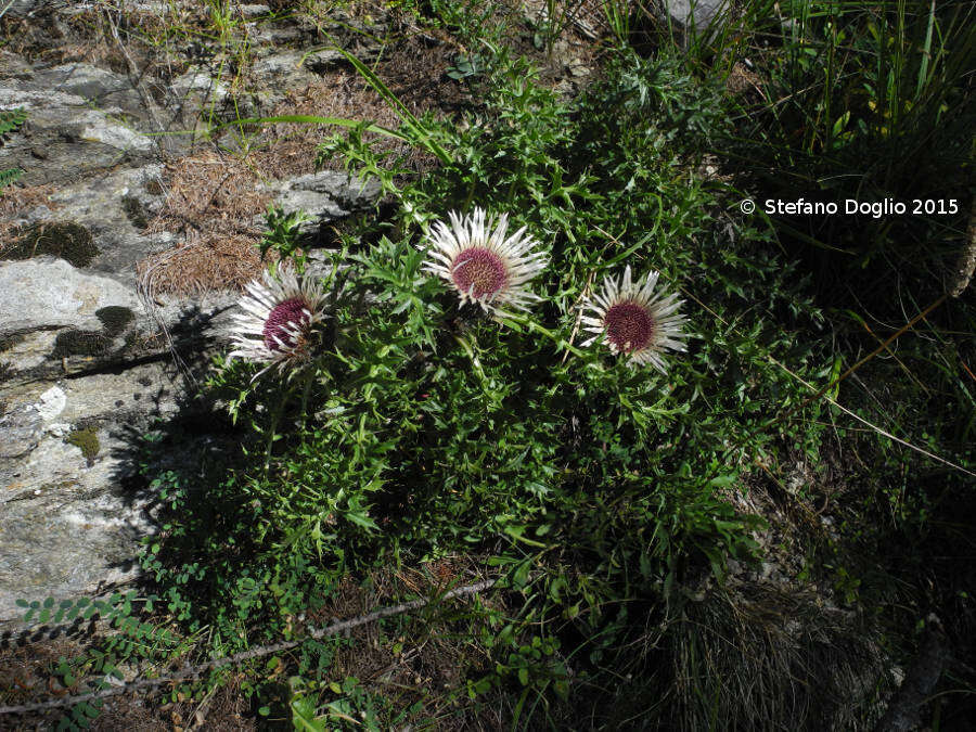 Image of Carlina acaulis L.