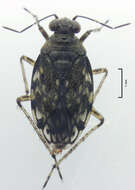 صورة Aoteasalda maculipennis (Cobben 1961)