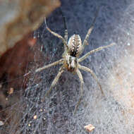 Image of Sosippus californicus Simon 1898