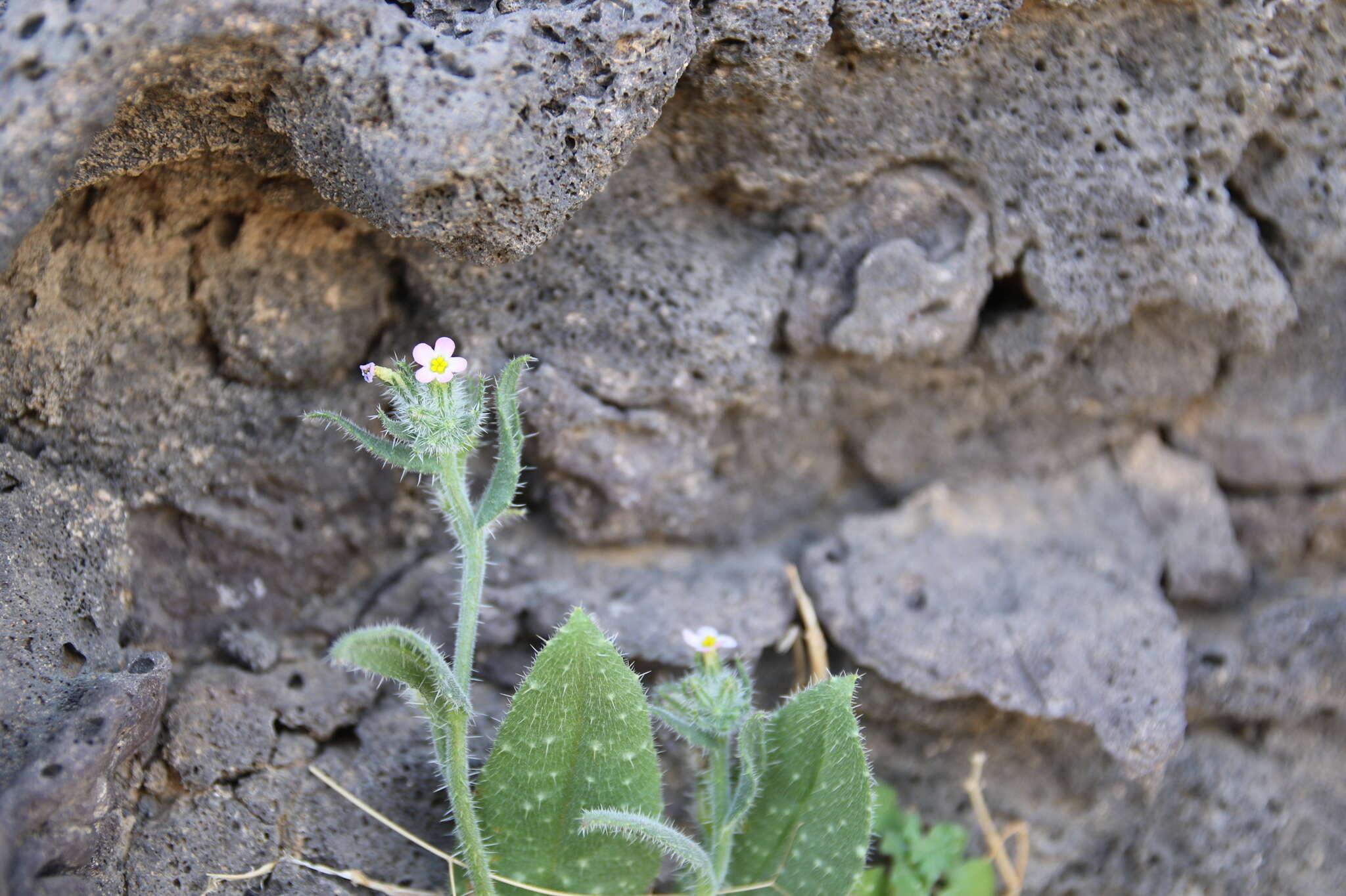 Anchusa milleri Spreng.的圖片