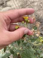 Image of Platyschkuhria integrifolia (A. Gray) Rydb.