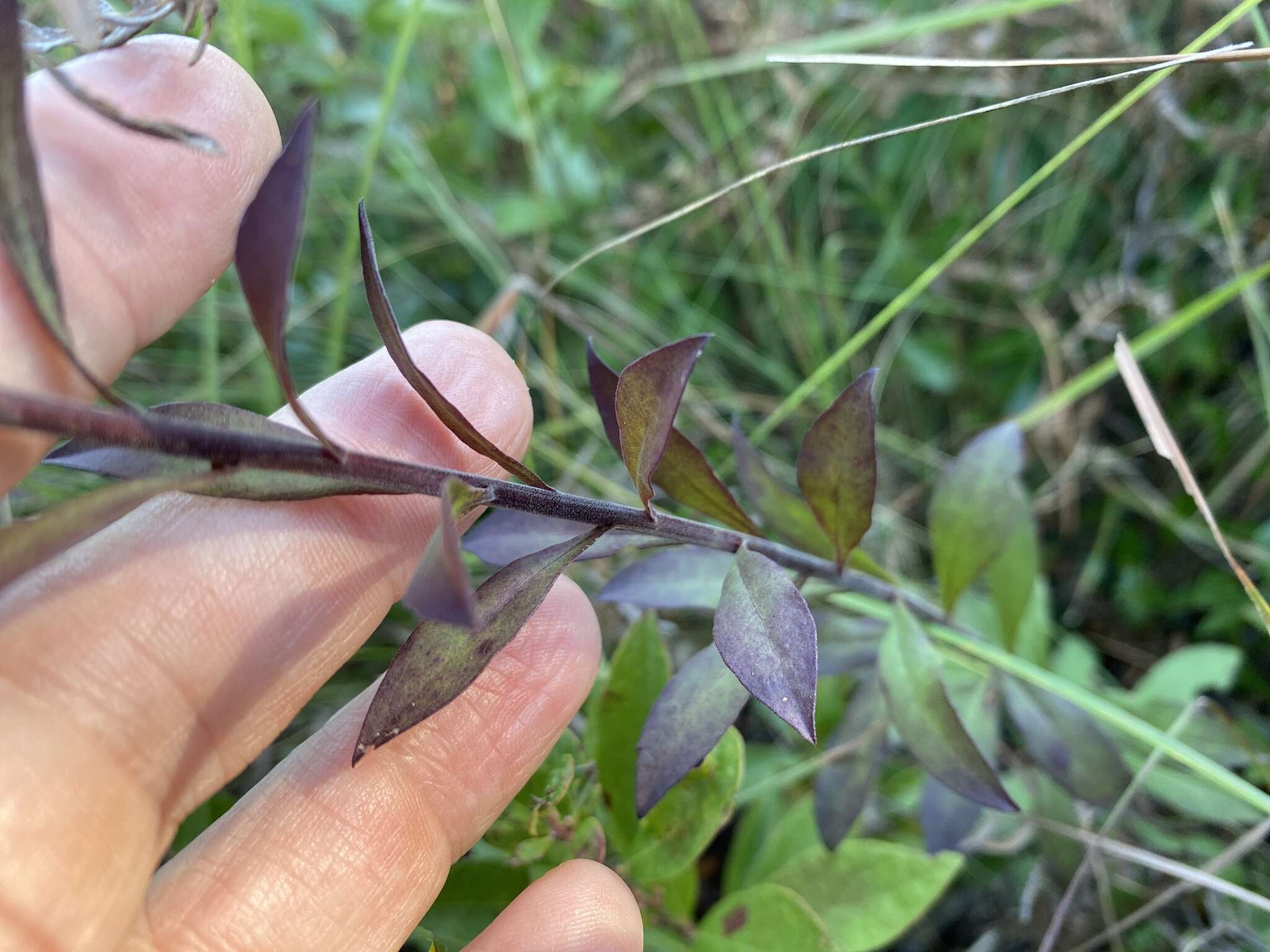 Image of downy goldenrod