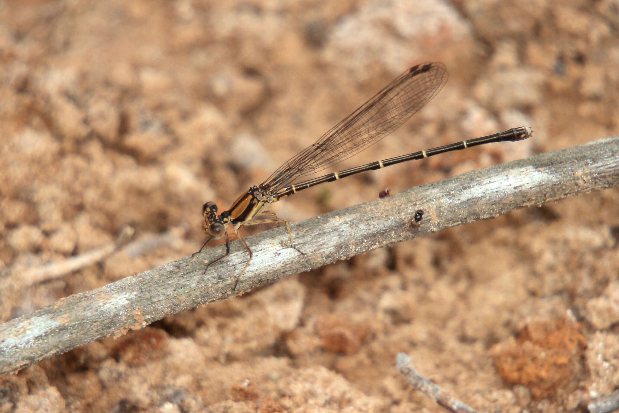 Image of Blue-tipped Dancer