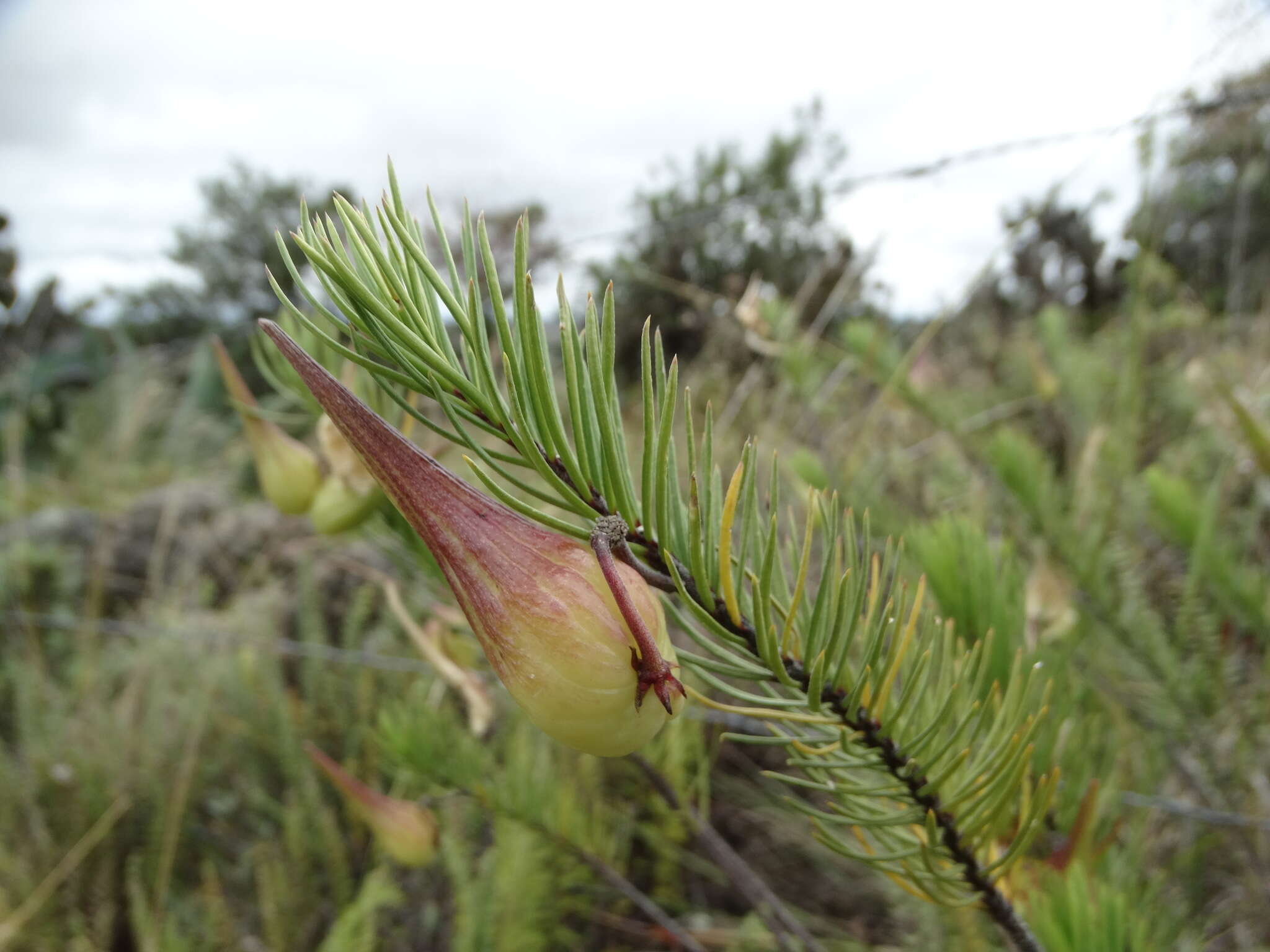 Image of pineneedle milkweed