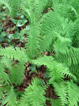 Image of Coryphopteris nipponica (Franch. & Sav.) S. E. Fawc. & A. R. Sm.