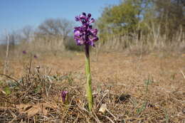 Anacamptis morio subsp. caucasica (K. Koch) H. Kretzschmar, Eccarius & H. Dietr. resmi