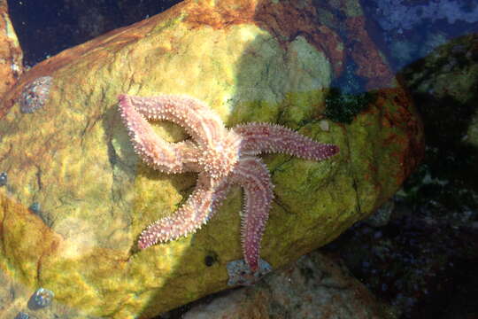 Image of Marthasterias africana (Müller & Troschel 1842)