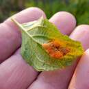 Слика од Puccinia coronati-calamagrostidis M. Liu & Hambl. 2013