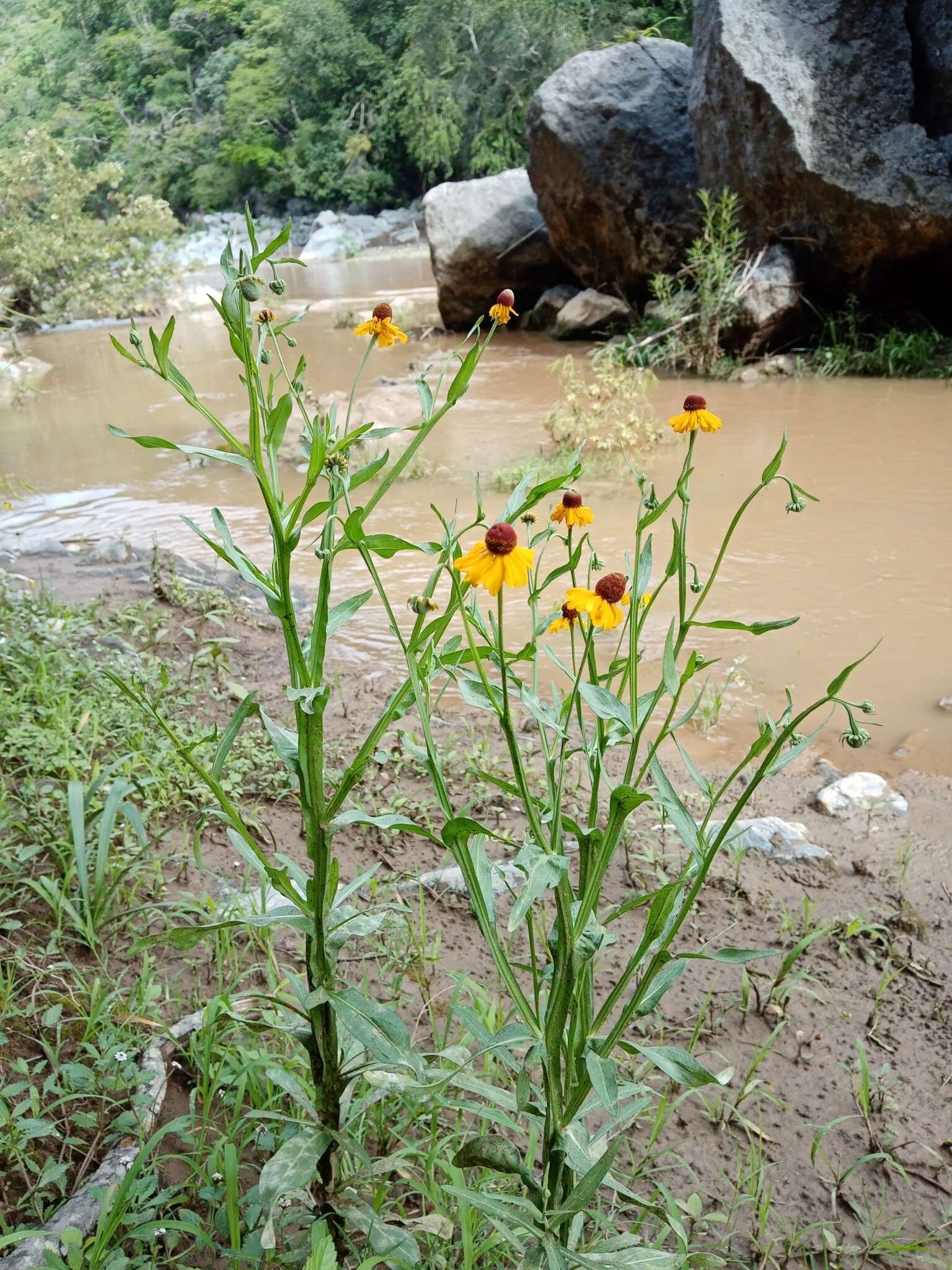 Image of Helenium mexicanum Kunth