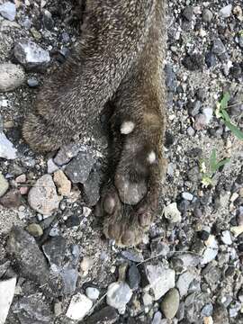 Image of Jaguarundi