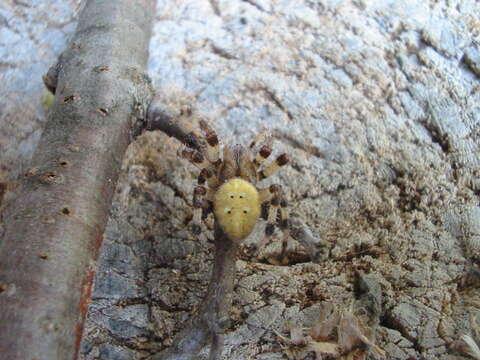 Image of Araneus quadratus Clerck 1757