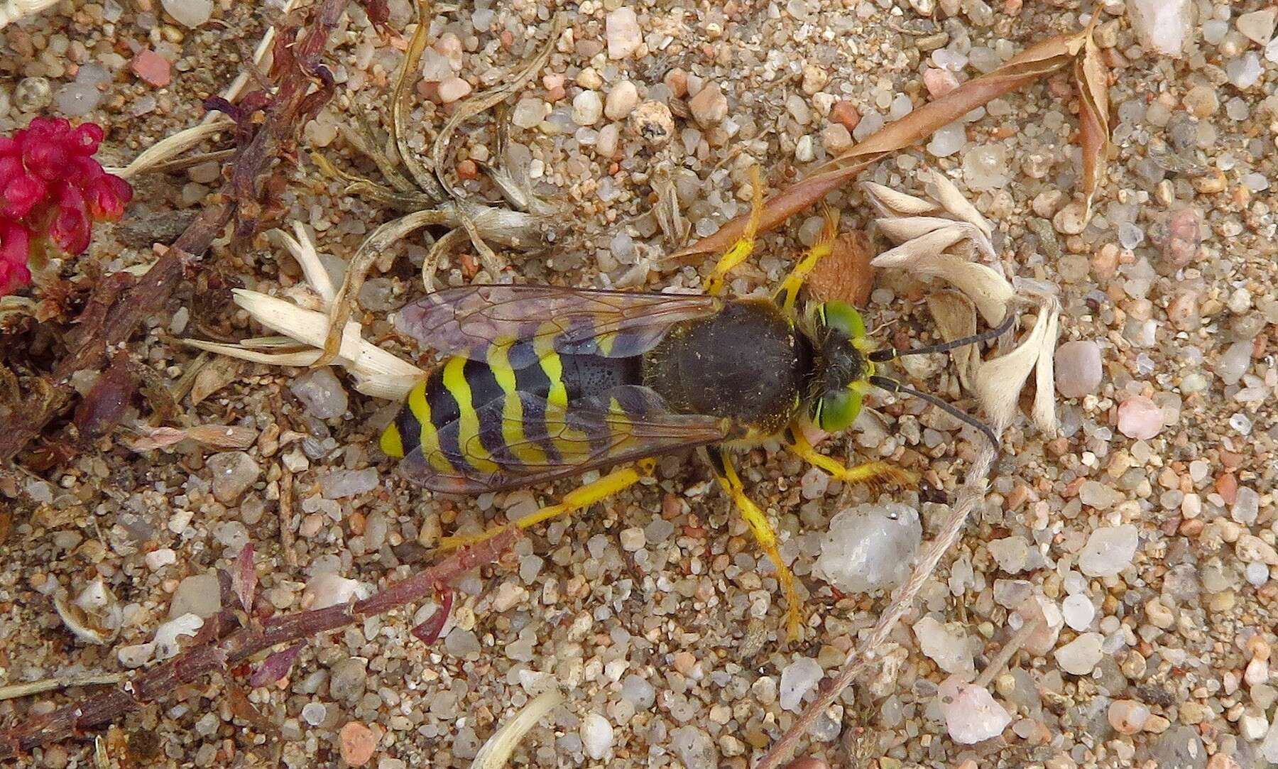 Image of Bembix rostrata (Linnaeus 1758)