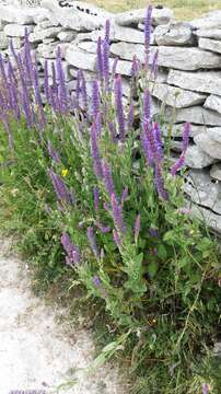 Imagem de Nepeta tuberosa L.