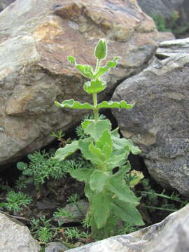 Image of Cerastium undulatifolium Somm. & Levier