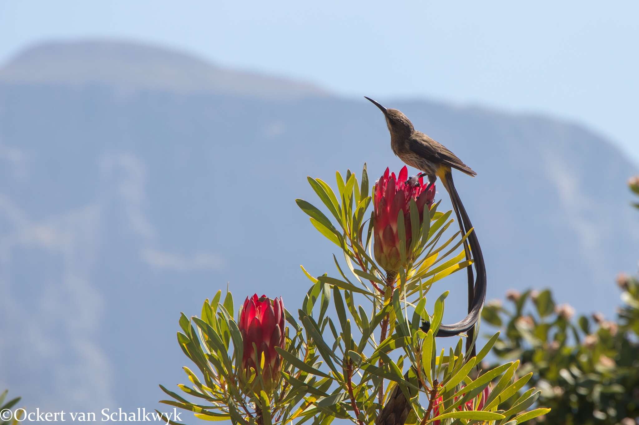 Image of Sugarbird