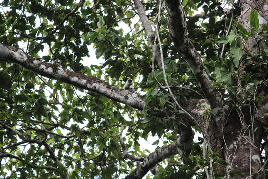 Image of Brazilian Bare-faced Tamarin