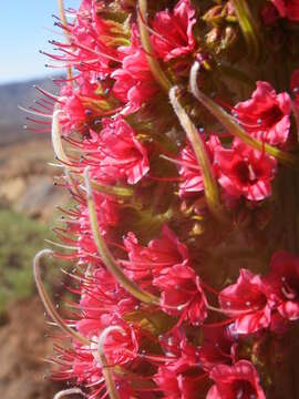 Image of Echium wildpretii H. H. W. Pearson ex Hook. fil.