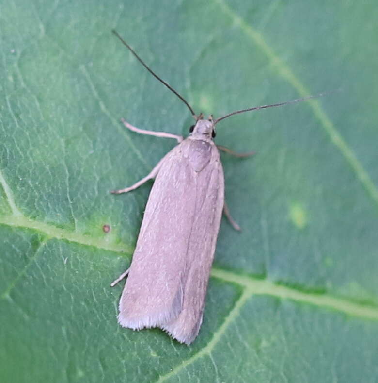 Image of Acompsia cinerella Clerck 1760