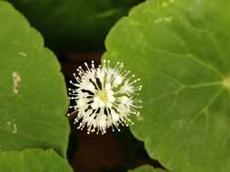 Imagem de Hydrocotyle leucocephala Cham. & Schltdl.