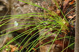 Image of Coleochloa setifera subsp. setifera