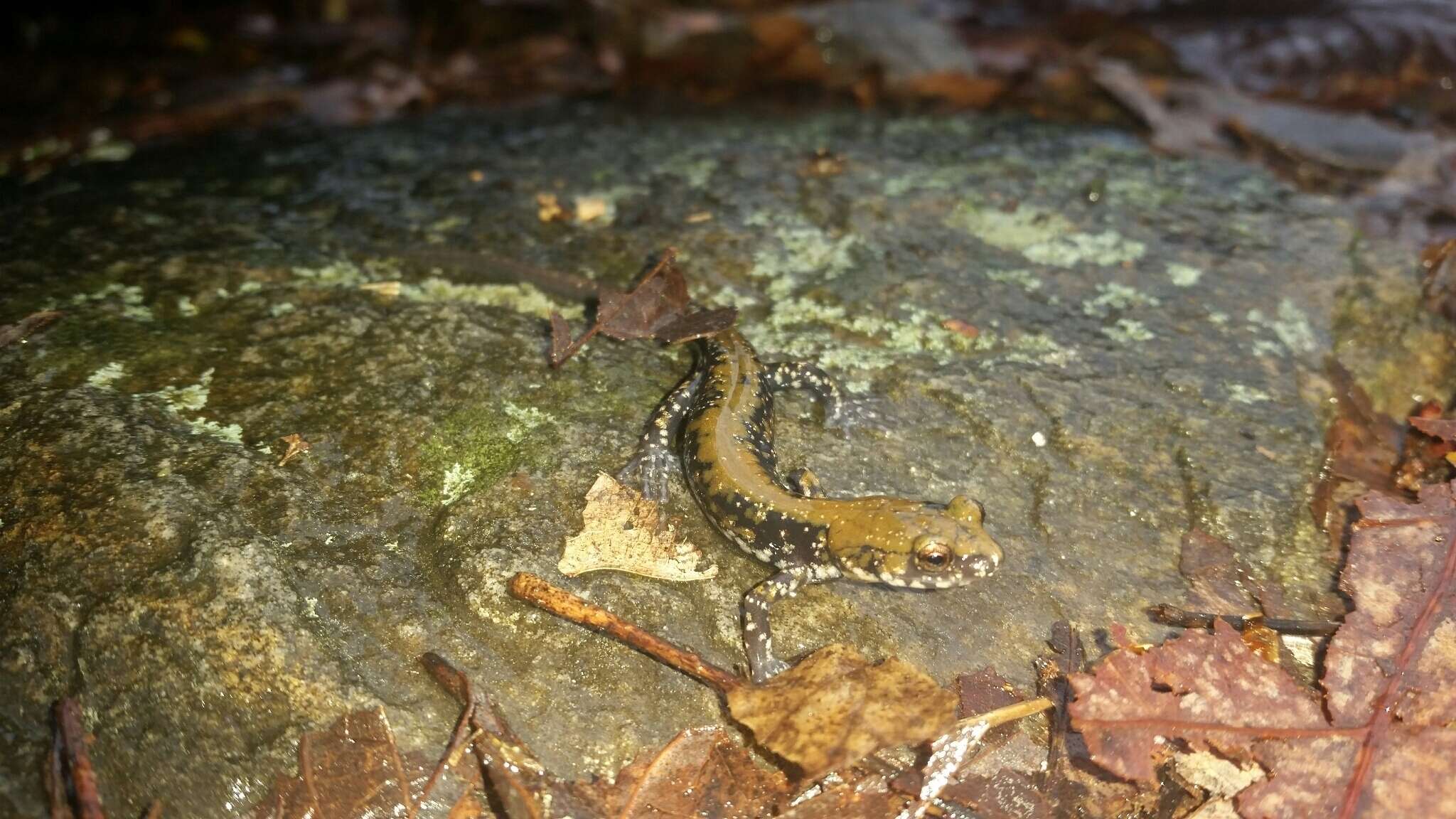 Image of Plethodon petraeus Wynn, Highton & Jacobs 1988