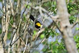 Image of Black-cowled Oriole