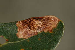 Image of Oak Blotch Miner