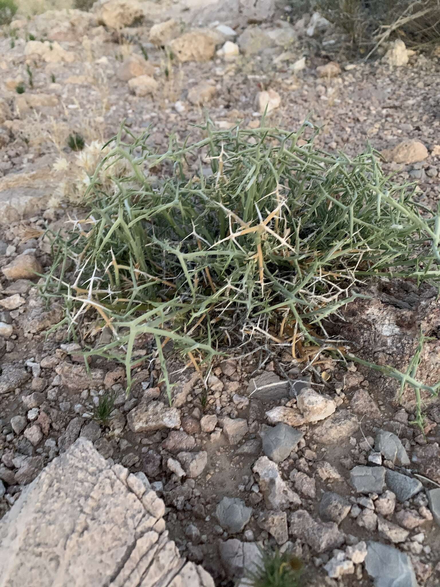 Image of spiny menodora