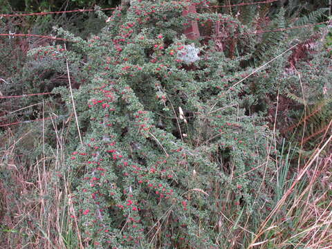 Imagem de Cotoneaster microphyllus Wall. ex Lindl.