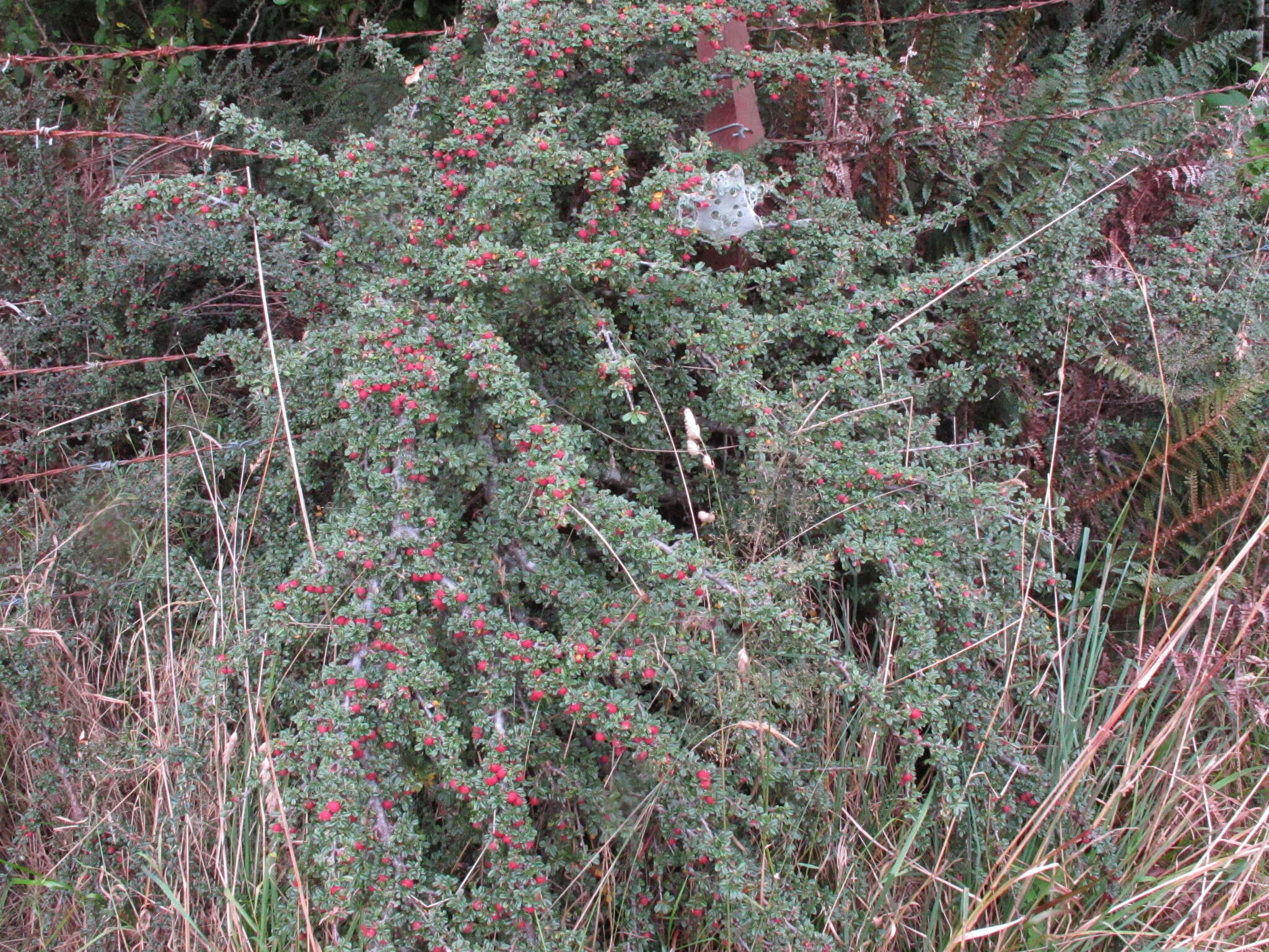 Image of Chinese rockspray