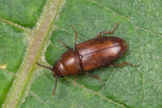 Image of Antherophagus similis Curtis 1835