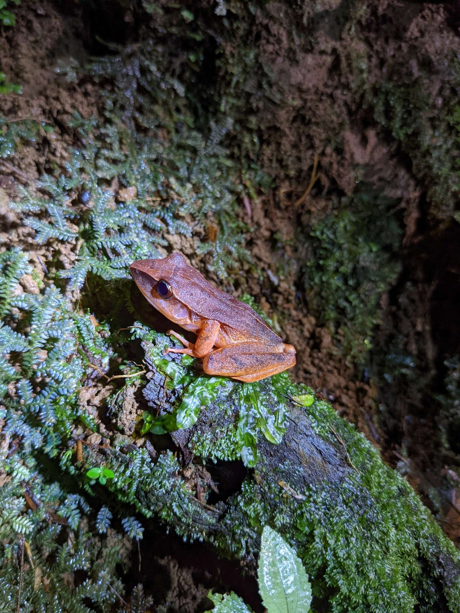 Image of Noble's Robber Frog