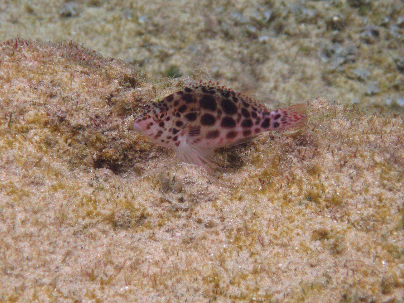 Image of Coral Hawkfish