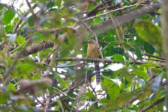 Image of Spectacled Barwing