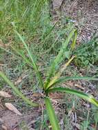 Imagem de Crinum arenarium Herb.