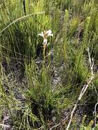 Image de Disa gladioliflora Burch. ex Lindl.