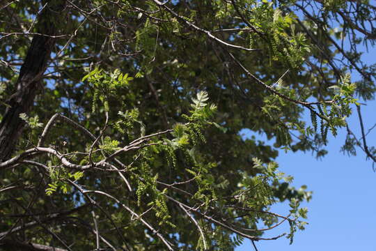 Image de Juglans californica S. Wats.