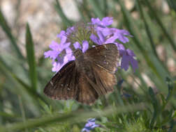 صورة Thorybes pylades Scudder 1870