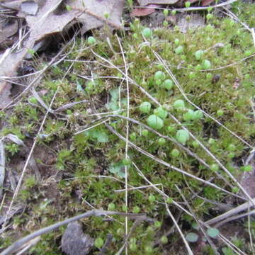 Image of physcomitrium moss