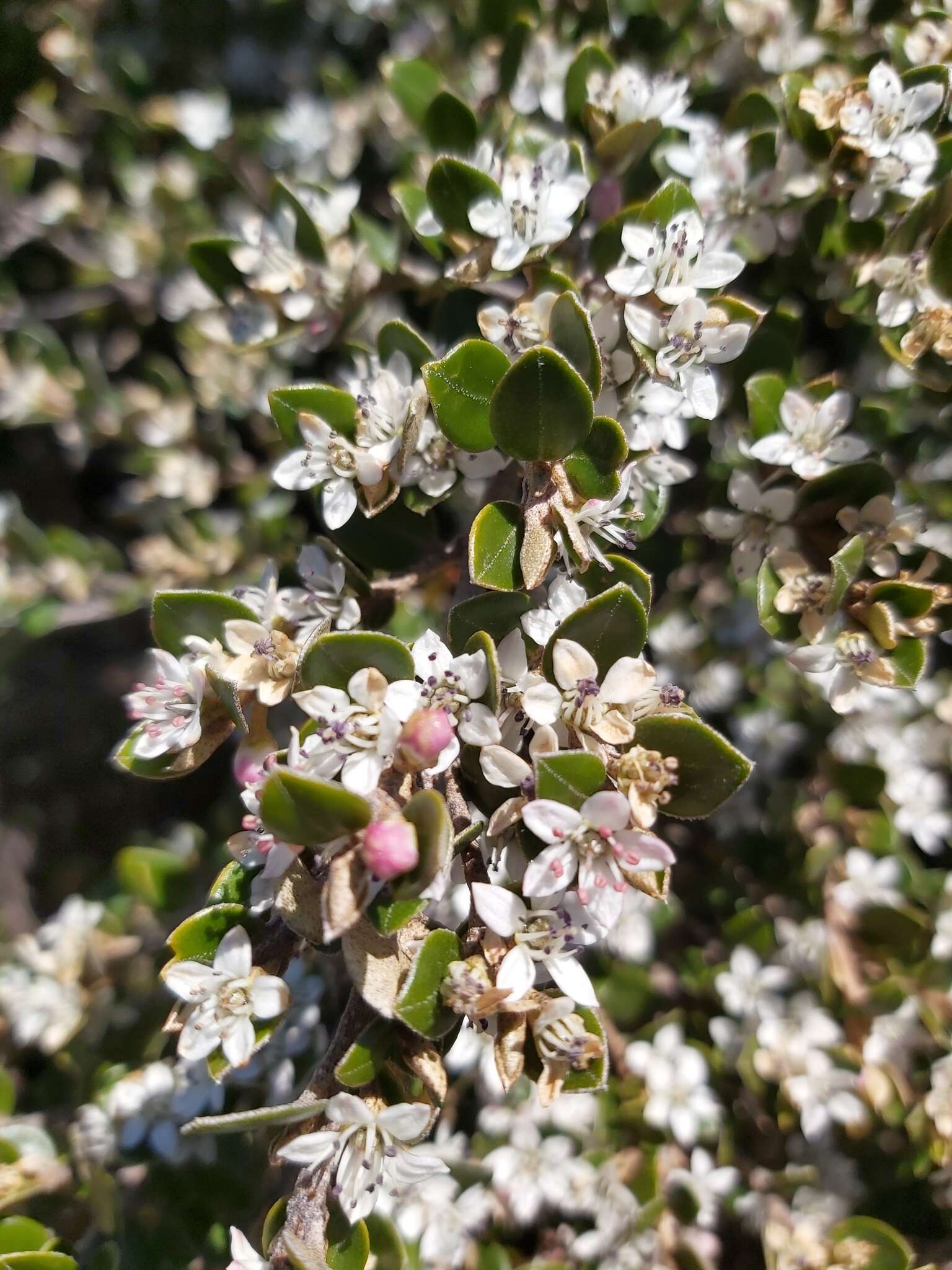 Image of Nematolepis ovatifolia (F. Müll.) Paul G. Wilson