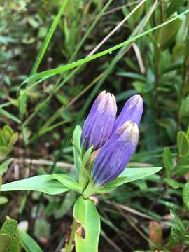 Imagem de Gentiana linearis Froel.