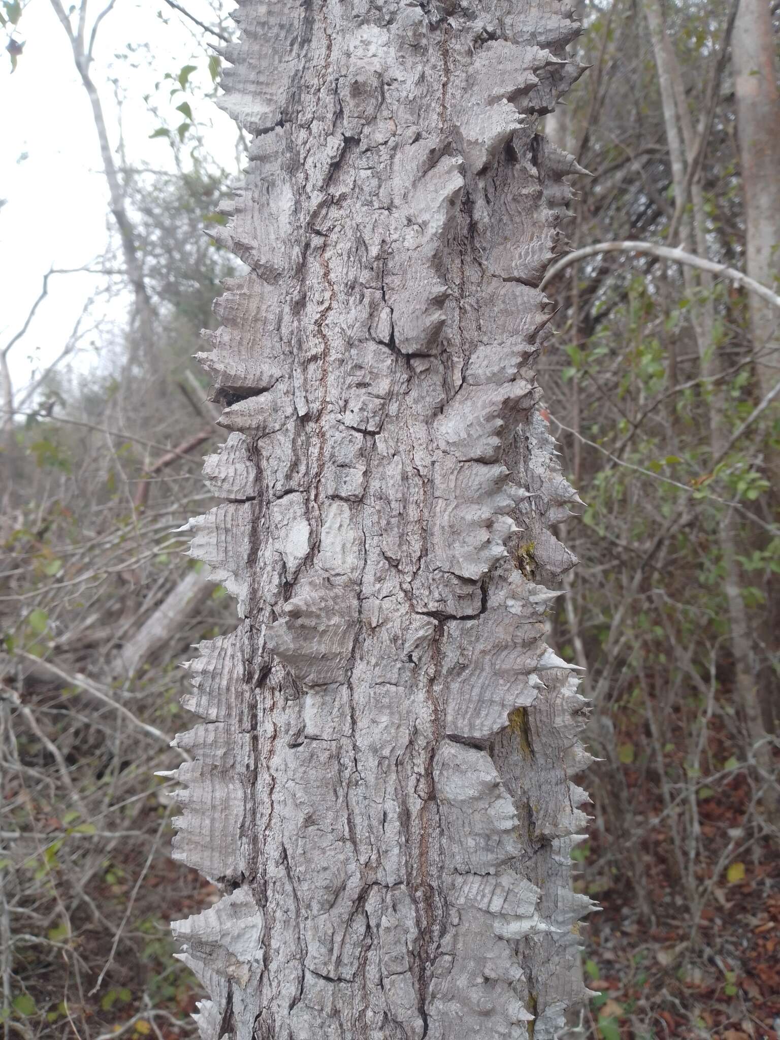 Ceiba schottii Britten & E. G. Baker resmi