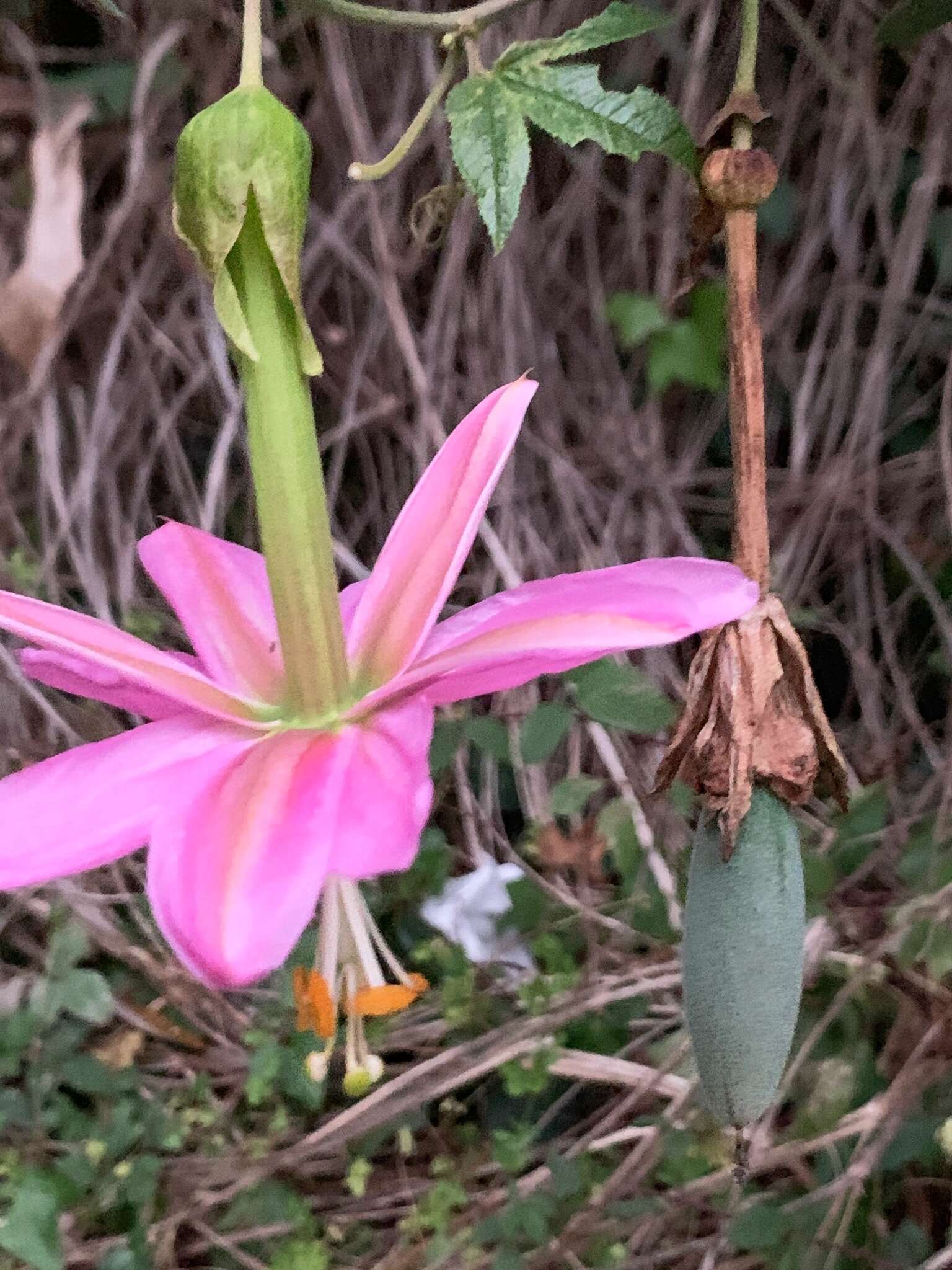 Image of banana passionflower