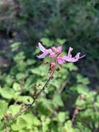 Image de Ocimum labiatum (N. E. Br.) A. J. Paton