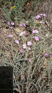 Image of Malcolmia littorea (L.) W. T. Aiton