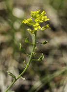 Image of Heller's Whitlow-Grass