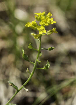 Image de Draba helleriana Greene