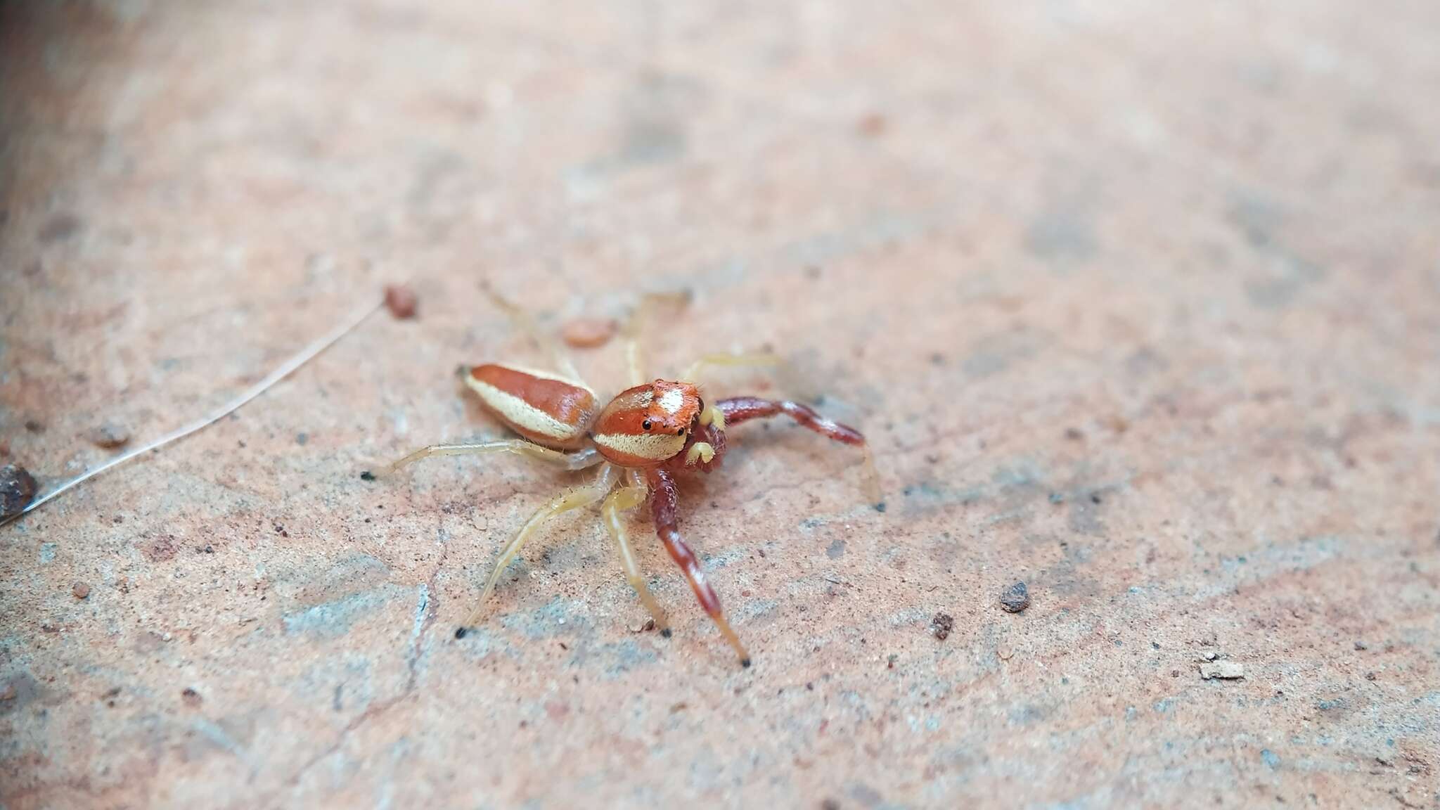 Image of Epocilla aurantiaca (Simon 1885)