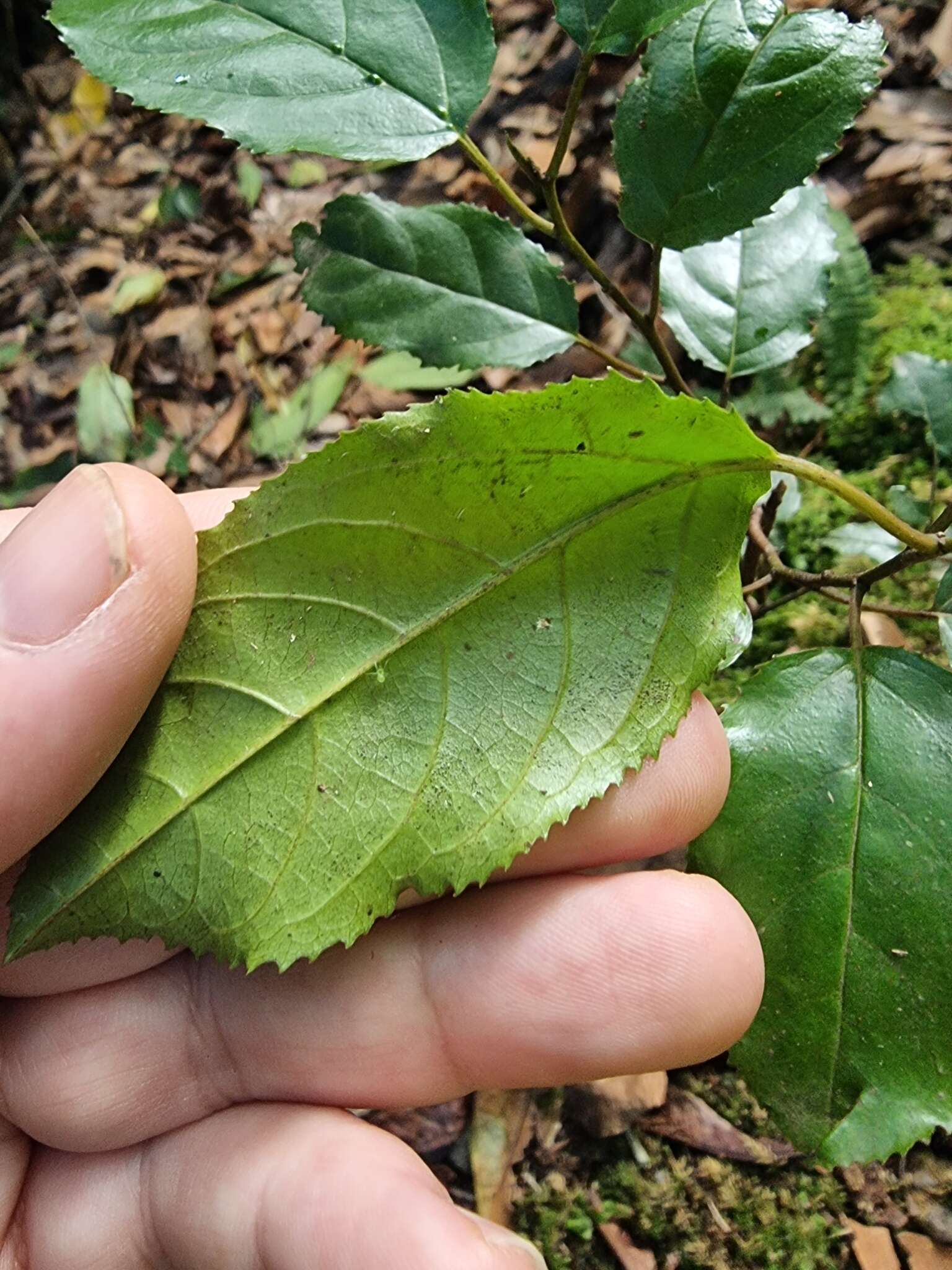 Rhamnus glandulosa Ait. resmi